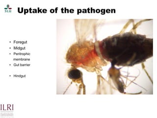 Pest forecasting: Japanese encephalitis, leptospirosis, aflatoxicosis