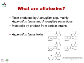 Pest forecasting: Japanese encephalitis, leptospirosis, aflatoxicosis