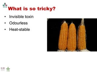 Pest forecasting: Japanese encephalitis, leptospirosis, aflatoxicosis