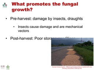 Pest forecasting: Japanese encephalitis, leptospirosis, aflatoxicosis