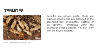 TERMITES
Termites are serious pests. These are
eusocial insects that are classified at the
taxonomic rank of infraorder Isoptera, or
as epifamily Termitoidae within the
cockroach order Blattodea. You can only
with the help of experts.
Picture Credit: fastactionpestcontrol.com
 