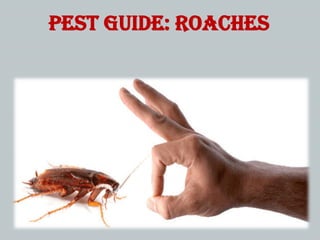 Pest Guide: Roaches
 