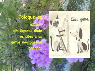 Coloque os
         iscos
 em lugares onde
    os cães e os
gatos não possam
         chegar.



                   21
 