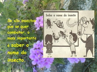 Se são insectos
que se quer
combater, o
mais importante
é   saber o
nome do
insecto.
                  5
 