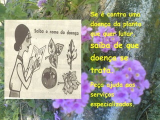 Se é contra uma
doença da planta
que quer lutar,
saiba de que
doença se
trata.
Peça ajuda aos
serviços
especializados.
                   6
 