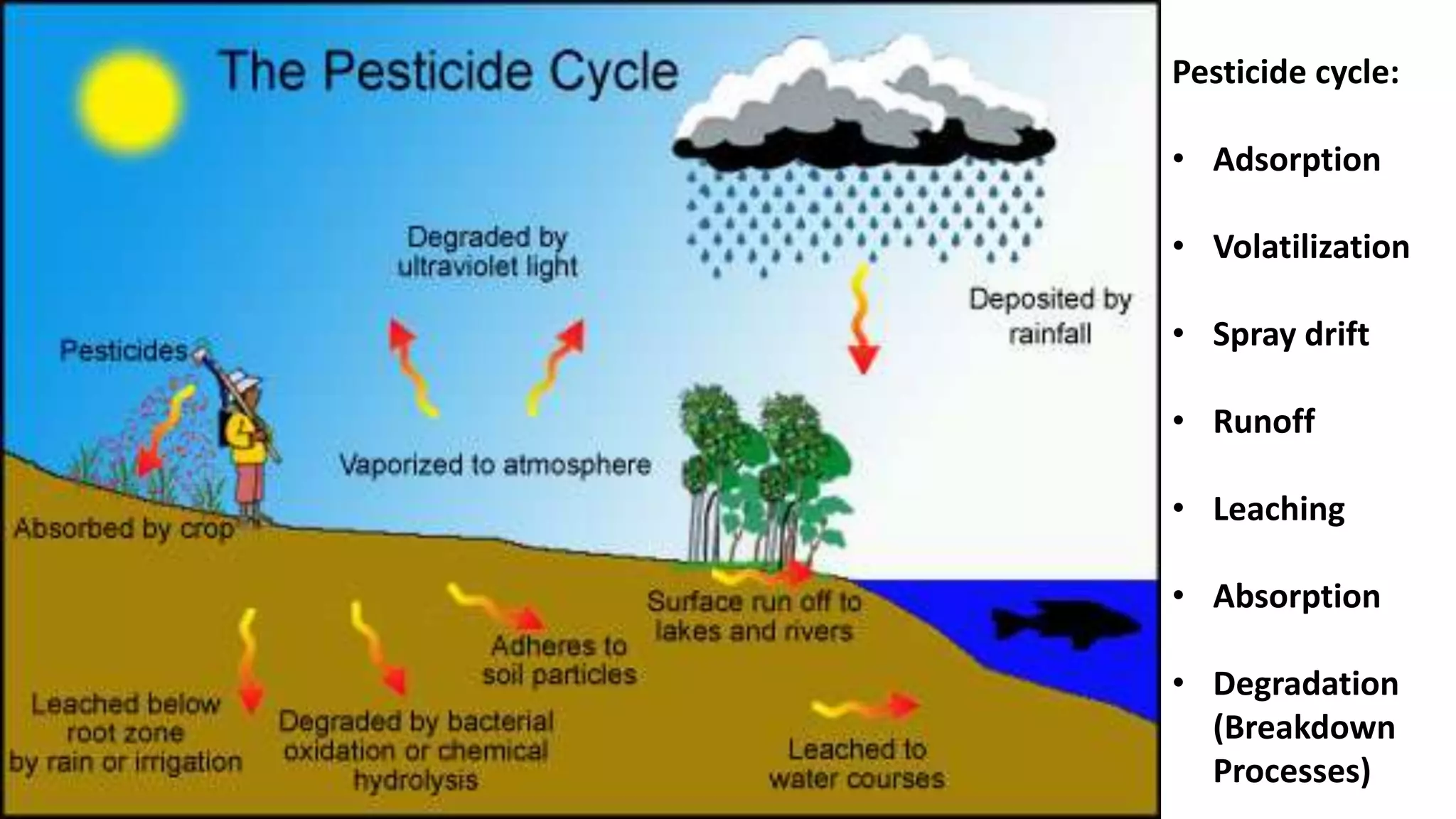 Pesticide cycle:
• Adsorption
• Volatilization
• Spray drift
• Runoff
• Leaching
• Absorption
• Degradation
(Breakdown
Processes)
 