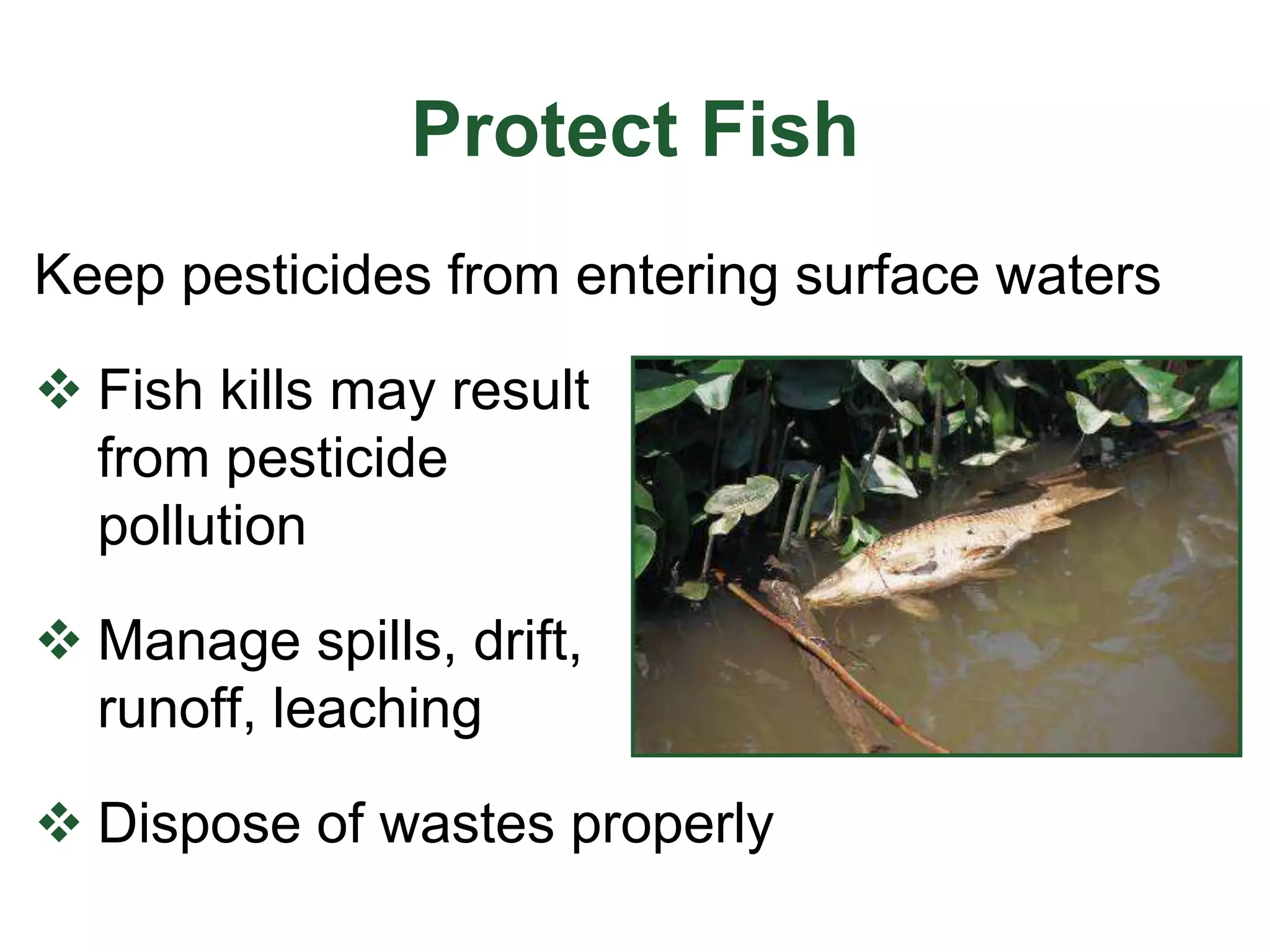 Protect Fish
Keep pesticides from entering surface waters
 Fish kills may result
from pesticide
pollution
 Manage spills, drift,
runoff, leaching
 Dispose of wastes properly
 