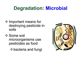 Degradation: Microbial
 Important means for
destroying pesticide in
soils
 Some soil
microorganisms use
pesticides as food
bacteria and fungi
 