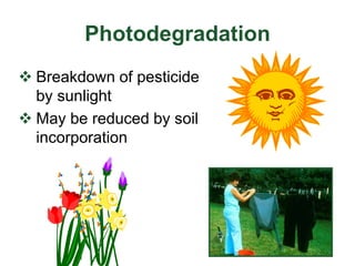 Photodegradation
 Breakdown of pesticide
by sunlight
 May be reduced by soil
incorporation
 