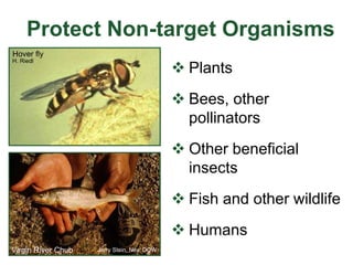 Protect Non-target Organisms
 Plants
 Bees, other
pollinators
 Other beneficial
insects
 Fish and other wildlife
 Humans
Hover fly
H. Riedl
Jerry Stein, Nev. DOW
Virgin River Chub
 