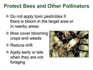 Protect Bees and Other Pollinators
 Do not apply toxic pesticides if
there is bloom in the target area or
in nearby areas
 Mow cover blooming
crops and weeds
 Reduce drift
 Apply early or late
when they are not
foraging
 