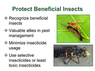 Protect Beneficial Insects
 Recognize beneficial
insects
 Valuable allies in pest
management
 Minimize insecticide
usage
 Use selective
insecticides or least
toxic insecticides
 