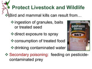 Protect Livestock and Wildlife
 Bird and mammal kills can result from…
ingestion of granules, baits
or treated seed
direct exposure to spray
consumption of treated food
drinking contaminated water
 Secondary poisoning: feeding on pesticide-
contaminated prey
 
