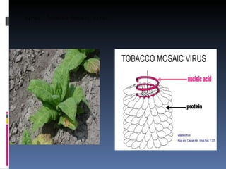Virus: Tobacco Mosaic virus
 