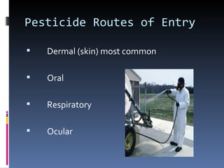 Pesticide Routes of Entry

   Dermal (skin) most common

   Oral

   Respiratory

   Ocular
 