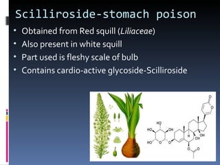 Scilliroside-stomach poison
• Obtained from Red squill (Liliaceae)
• Also present in white squill
• Part used is fleshy scale of bulb
• Contains cardio-active glycoside-Scilliroside
 