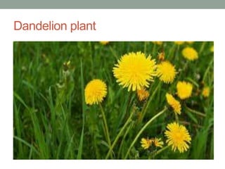 Dandelion plant
 