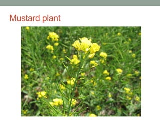 Mustard plant
 