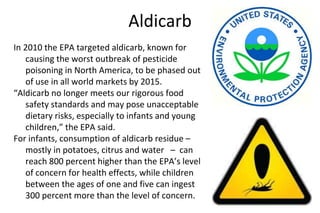 Aldicarb
In 2010 the EPA targeted aldicarb, known for
causing the worst outbreak of pesticide
poisoning in North America, to be phased out
of use in all world markets by 2015.
“Aldicarb no longer meets our rigorous food
safety standards and may pose unacceptable
dietary risks, especially to infants and young
children,” the EPA said.
For infants, consumption of aldicarb residue –
mostly in potatoes, citrus and water – can
reach 800 percent higher than the EPA’s level
of concern for health effects, while children
between the ages of one and five can ingest
300 percent more than the level of concern.
 