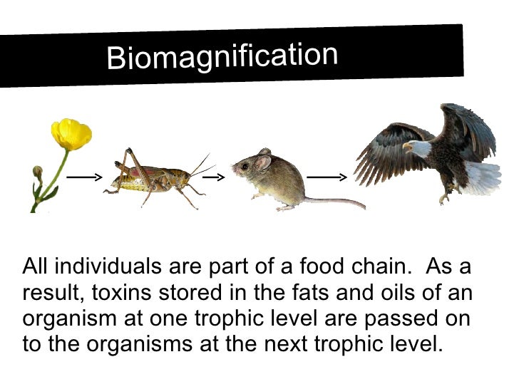 Pesticides and Biomagnification Biology Diagrams
