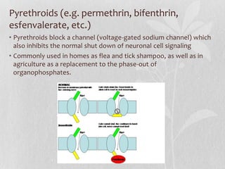 Prenatal Exposure to Pesticides and Child Health Outcomes | PDF