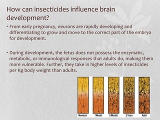 How can insecticides influence brain
development?
• From early pregnancy, neurons are rapidly developing and
differentiati...