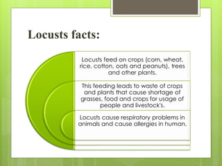 Locusts facts:
Locusts feed on crops (corn, wheat,
rice, cotton, oats and peanuts), trees
and other plants.
This feeding leads to waste of crops
and plants that cause shortage of
grasses, food and crops for usage of
people and livestock's.
Locusts cause respiratory problems in
animals and cause allergies in human.
 