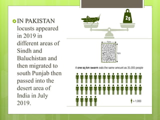 IN PAKISTAN
locusts appeared
in 2019 in
different areas of
Sindh and
Baluchistan and
then migrated to
south Punjab then
passed into the
desert area of
India in July
2019.
 