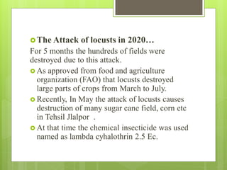 The Attack of locusts in 2020…
For 5 months the hundreds of fields were
destroyed due to this attack.
 As approved from food and agriculture
organization (FAO) that locusts destroyed
large parts of crops from March to July.
 Recently, In May the attack of locusts causes
destruction of many sugar cane field, corn etc
in Tehsil Jlalpor .
 At that time the chemical insecticide was used
named as lambda cyhalothrin 2.5 Ec.
 
