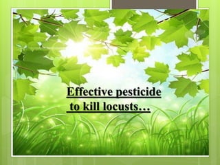 Effective pesticide
to kill locusts…
 