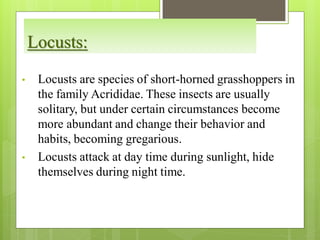 Locusts:
• Locusts are species of short-horned grasshoppers in
the family Acrididae. These insects are usually
solitary, but under certain circumstances become
more abundant and change their behavior and
habits, becoming gregarious.
• Locusts attack at day time during sunlight, hide
themselves during night time.
 