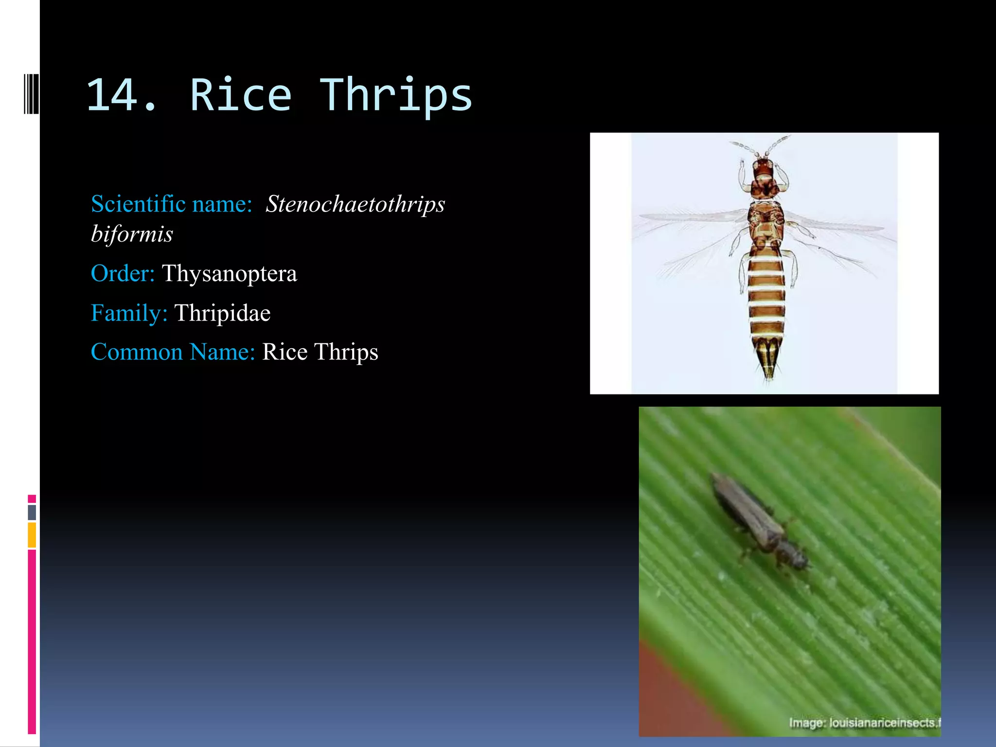 insect pest identification of rice, maize and wheat | PPTX