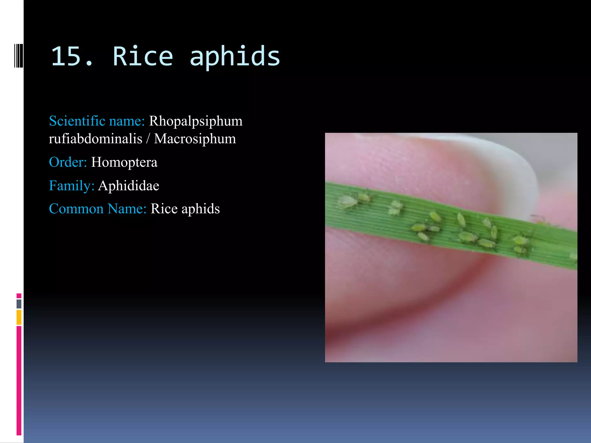 insect pest identification of rice, maize and wheat | PPTX