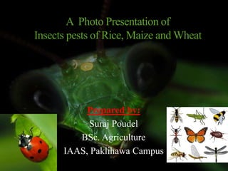 Insect Pests Of Wheat