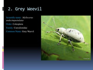 insect pest identification of rice, maize and wheat | PPTX