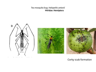 Pest of Banana , Grapevine and Guava.pptx