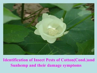 Identification of Insect Pests of Cotton(Cond.)and
Sunhemp and their damage symptoms
 