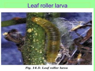 Pest of litchi | PPTX