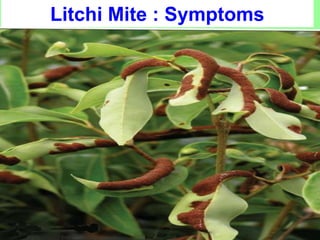 Litch Insect Pest of litchi | PPTX