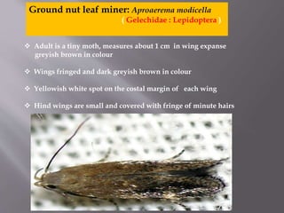 Pest of oilseeds | PPTX