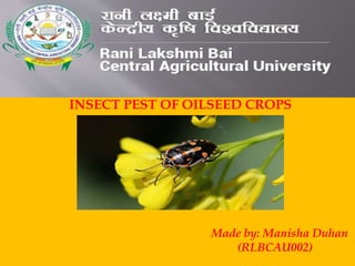 INSECT PEST OF OILSEED CROPS
Made by: Manisha Duhan
(RLBCAU002)
 