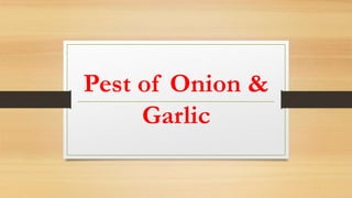 Pest of Onion &
Garlic
 