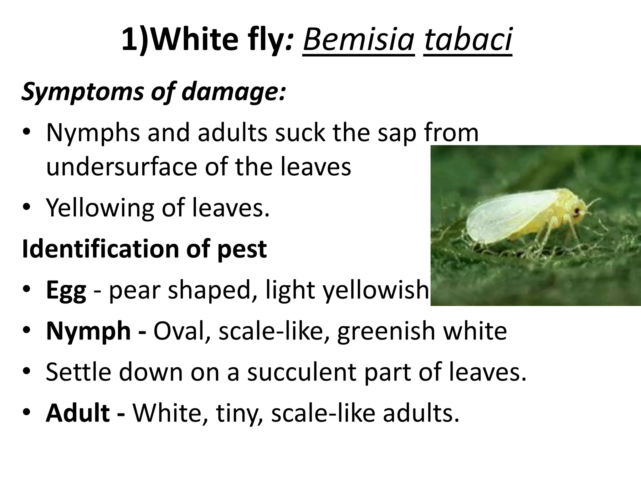 Pest of papaya | PPTX