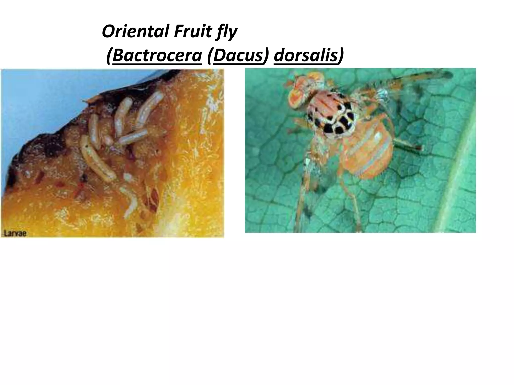 Pest of papaya | PPTX