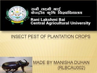 INSECT PEST OF PLANTATION CROPS
MADE BY MANISHA DUHAN
(RLBCAU002)
 