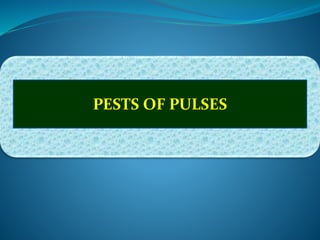 PESTS OF PULSES
 