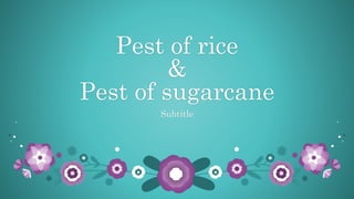 Pest of rice
&
Pest of sugarcane
Subtitle
 