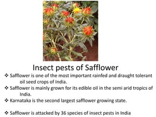 Insect pests of Safflower
 Safflower is one of the most important rainfed and draught tolerant
oil seed crops of India.
 Safflower is mainly grown for its edible oil in the semi arid tropics of
India.
 Karnataka is the second largest safflower growing state.
 Safflower is attacked by 36 species of insect pests in India
 