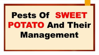 Pests Of SWEET
POTATO And Their
Management
 