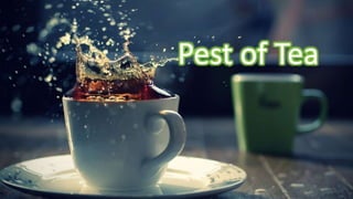 Pest of Tea
 